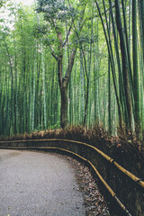 the Arashiyama Bamboo Forest in Kyoto, Japan 11 April 2012