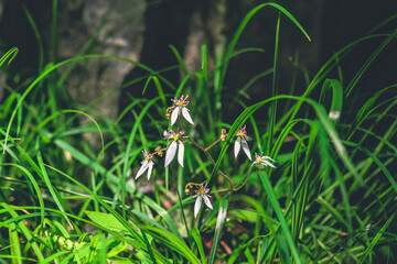a Water fall under the National Park