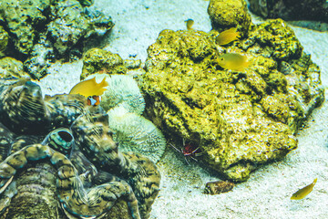 underwater view Kyoto aquarium, Kyoto, Japan
