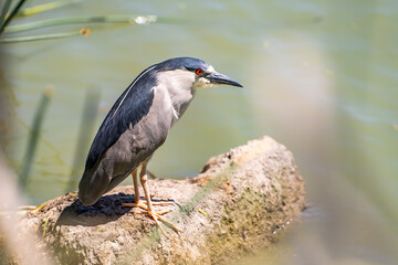 Black-crowned night heron (Nycticorax nycticorax) stands on the shore of a lake.
