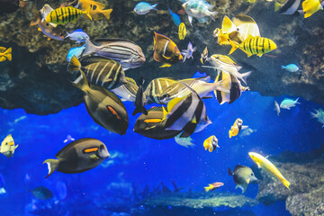 Fototapeta na wymiar underwater view Kyoto aquarium, Kyoto, Japan