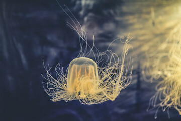 Close Up Of Jellyfish Swimming In Sea