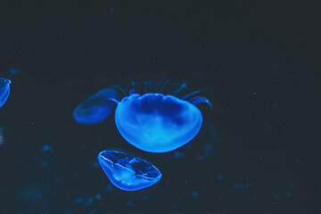 Obraz na płótnie Canvas Close Up Of Jellyfish Swimming In Sea