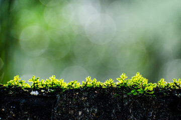 pequeñas hojas hierbas y musgos en primer plano con fondo del bosque desenfocado con luz del sol iluminando
