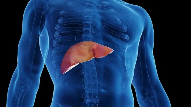 3d rendered medical animation of a man's liver