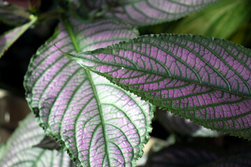 purple and green leaf