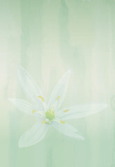 水彩の背景に浮かぶ白い野の花　はかぎテンプレート