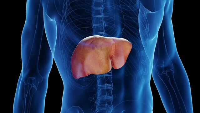 3d rendered medical animation of a man's liver