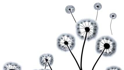 dandelion flower background