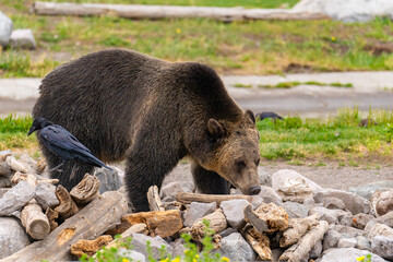 Grizzly bear looking for food under rocks at the Grizzly  Wolf  Centre, Yellowstone National Park.