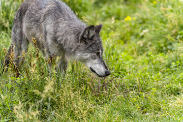 A gray wolf at the Grizzly and Wolf Discovery Center, Yellowstone
