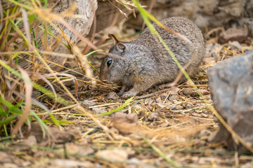 Uinta Ground Squirrel is eating, Yellowstone National Park