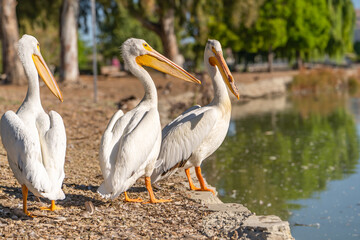 Three white American pelicans stand on the shore of Lake Elizabeth in Fremont Central Park.