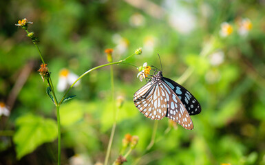 butterfly on a flower