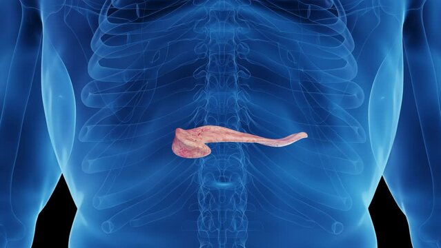 3d rendered medical animation of a healthy man's pancreas