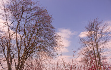 Beautiful winter landscape at the ravine Petrie Island, Ottawa
