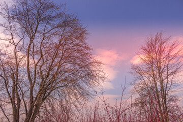 Beautiful winter landscape at the ravine Petrie Island, Ottawa