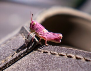 close up of a grasshopper