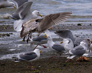 Seagulls fighting over dinner
