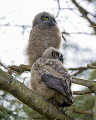 Baby great horned owls looking for their parents
