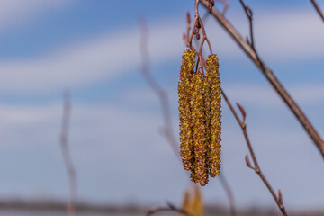 Birtch seeds  by Ottawa river in spring