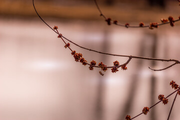 Beautiful Red Maple Buds by Ottawa River