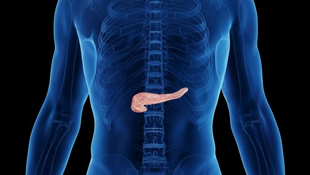 3d rendered medical animation of a healthy man's pancreas