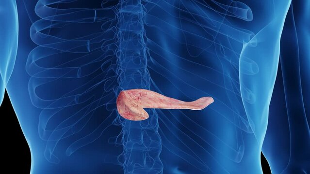 3d rendered medical animation of a healthy man's pancreas