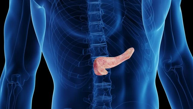 3d rendered medical animation of a healthy man's pancreas