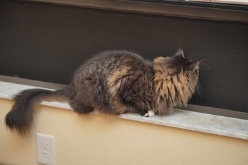 A cute brown maine coon cat is watching outside