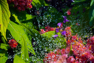 Dew on a Web