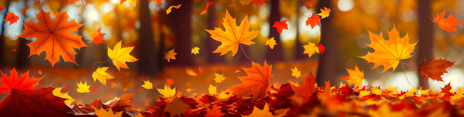 Naklejka na ściany i meble Flying fall maple leaves on autumn background. Falling leaves, seasonal banner with autumn foliage