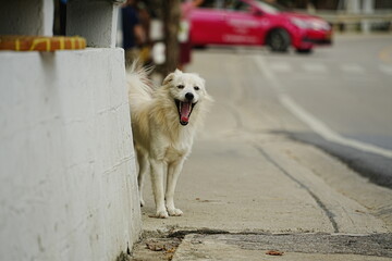 タイの可愛い野良犬