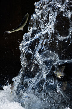 Truchas, peces saltando sobre aguas cristalinas de un rio, fondo negro.
