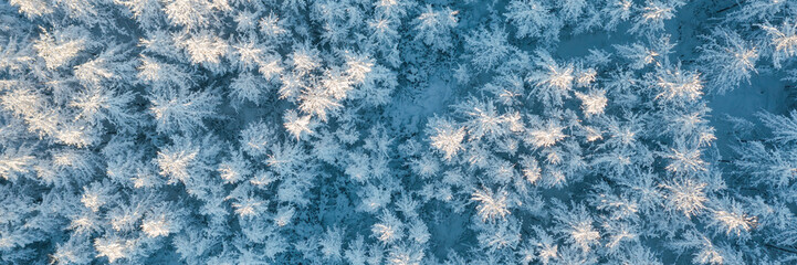 Aerial photo of the winter forest. Beautiful woodland landscape with trees in the snow. Top view of snow-covered larch trees. Cold snowy winter weather. Travel to the Far North. Panoramic background.