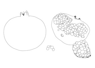 Pomegranate growth contour from black lines isolated on white background. A whole pomegranate and a pomegranate cut in half. Perspective view. 3D. Vector illustration.