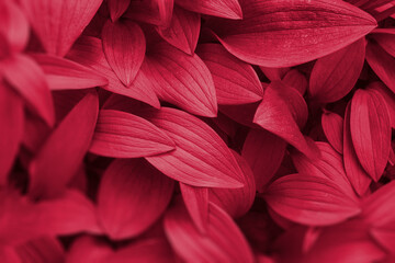 Background from leaves close-up in color of the year 2023 Viva Magenta. 