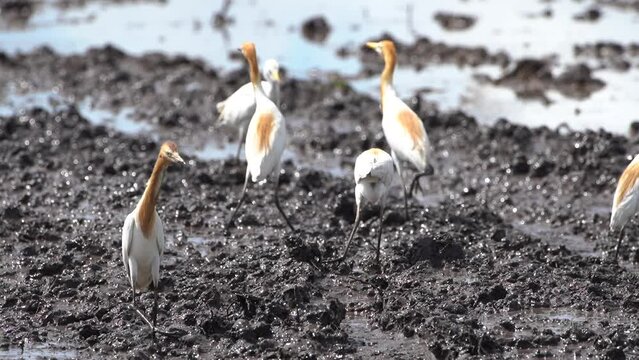 a herd of buffalo egrets or Bubulcus ibis, is looking for food in the form of worms in muddy fields.
