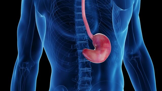 3d rendered medical animation of a man's upper digestive tract