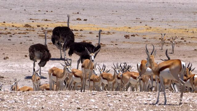 Springbok gazelles in Etosha National Park