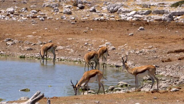 Springbok gazelles in Etosha National Park
