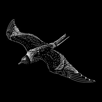 Xeme or Sabine’s Gull hand drawing vector isolated on black background.