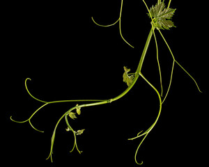 Vine branch with tendrils and young leaves, fresh young vine leaves, isolated on black background - obrazy, fototapety, plakaty