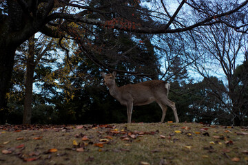 Deer in Nara.