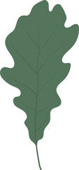Tropical botanical oak leaf 