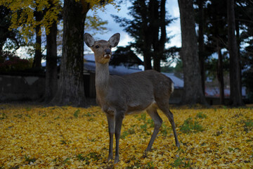 Deer in Nara.