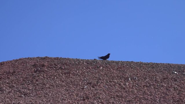 Kamchatka raven (Corvus corax kamtschaticus) is looking for food in a slag field near a volcano. It's hard to walk on loose slag. Kamchatka