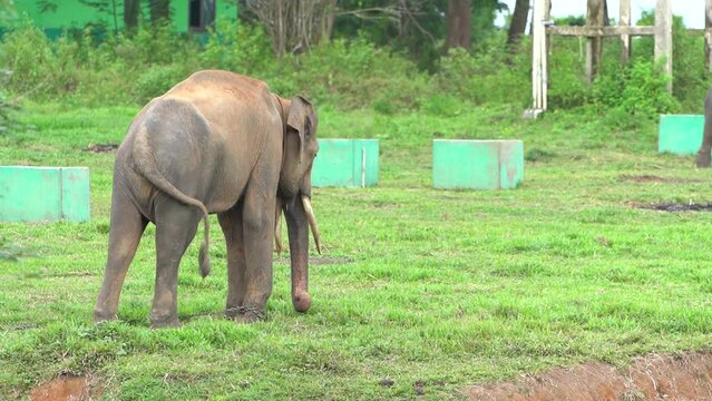 Close up video, Sumatran elephant / Elephas maximus sumatrensis, female, eating grass in Indonesia's Way Kambas Forest National Park.