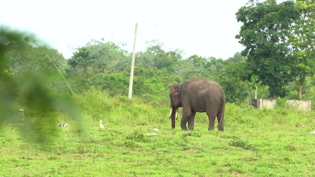 Close-up video, Sumatran elephant / Elephas maximus sumatrensis, female, eating grass surrounded by a herd of Egretta garzetta storks, in Indonesia's Way Kambas Forest National Park.