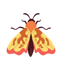 orange moth insect animal